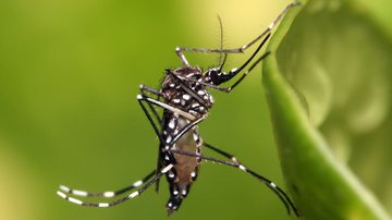Mosquito transmissor da dengue - Wikipedia
