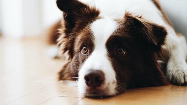 Os resultados fornecem informações valiosas sobre como os estímulos auditivos podem afetar os pets Blog da Betway usa dispositivo de saúde para analisar ansiedade dos cachorros Cachorro deitado - Unsplash