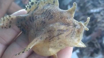 Peixe com aparência fora do comum, pescado na costa de Ubatuba, que chamou a tenção nas redes sociais - Wlademir da Silva