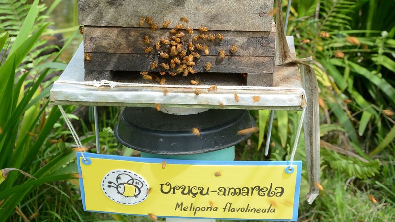 Abelhas nativas produzem mel de alto valor agregado - Divulgação/Prefeitura de Bertioga