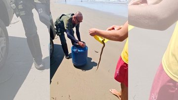 A cobra-d’água estava na faixa de areia da praia da Enseada - Prefeitura de Bertioga