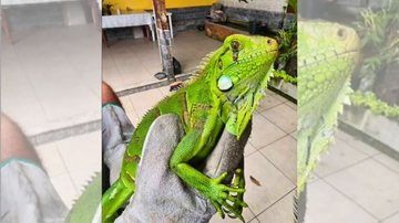 Iguana viu piscina "dando sopa" e não pensou duas vezes - Reprodução/Instagram GCM Ambiental de Guarujá