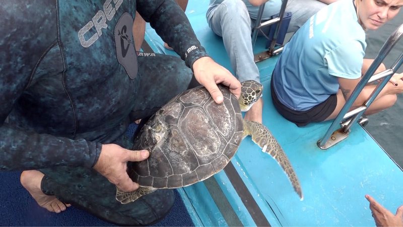 Uma das tartarugas estava em observação desde outubro de 2022, no Aquário de Santos - Divulgação/Prefeitura de Santos