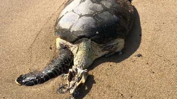 Tartaruga foi encontrada morta, na altura dos fundos de shopping, em Ilhabela - Divulgação