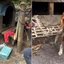 imagem de dois dos cães acorrentados
