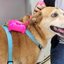 cachorro recebe atenção no Centro de Zoonoses