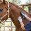 imagem de profissional realizando a colocação do microchip em um cavalo
