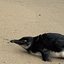 A imagem parece mostrar um pinguim-de-Magalhães, debilitado na areia da praia