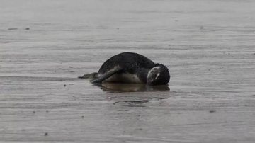 Pinguim encontrado morto no litoral - Reprodução/Internet