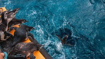 Aumenta em 35% número de pinguins encontrados na costa do Brasil - © PMP-BS/Agência Petrobras