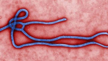 Guiné declara novo surto de ebola - © microbiologist Cynthia Goldsmith