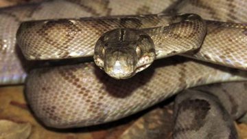 Imagem ilustrativa Caraguatatuba: Cobra venenosa é encontrada em sorveteria - Arnold Patrick/Pesquisador
