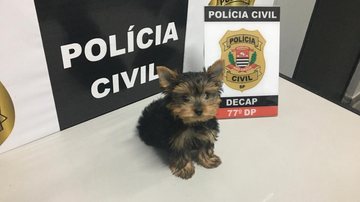 Polícia Civil localiza cachorro furtado e devolve à vítima