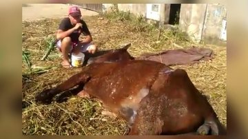 Cavalo doente sendo resgatado - Reprodução/Youtube