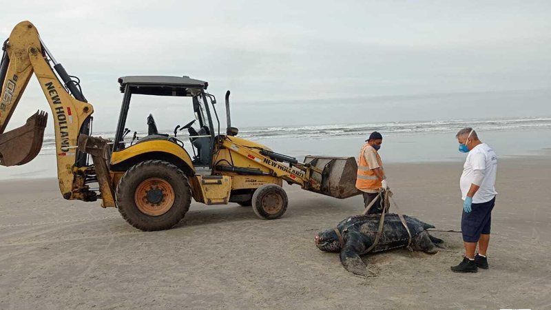 Carcaça do animal foi recolhida pelo Instituto Biopesca com apoio da prefeitura de Itanhaém na manhã de hoje 3 - Tartaruga-Gigante ameaçada é encontra morta em Praia de Itanhaém (SP) - Imagem: Divulgação / Instituto Biopesca