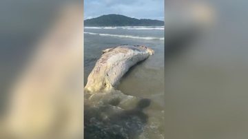 Baleia morta em decomposição - Reprodução/Facebook Praia Grande Mil Grau