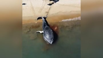 Baleia encalhada é retirada do mar - Reprodução/Facebook