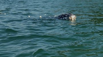 Bertioga (SP) | baleia presa em rede de pesca é liberta em ato heroico; VÍDEO - Foto: Portal Costa Norte