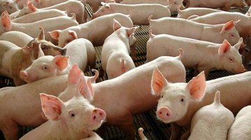 Foco foi identificado e a propriedade foi interditada Porquinhos pegam doença contagiosa e tem morte decretada no litoral Porcos rosa - Agência Brasil