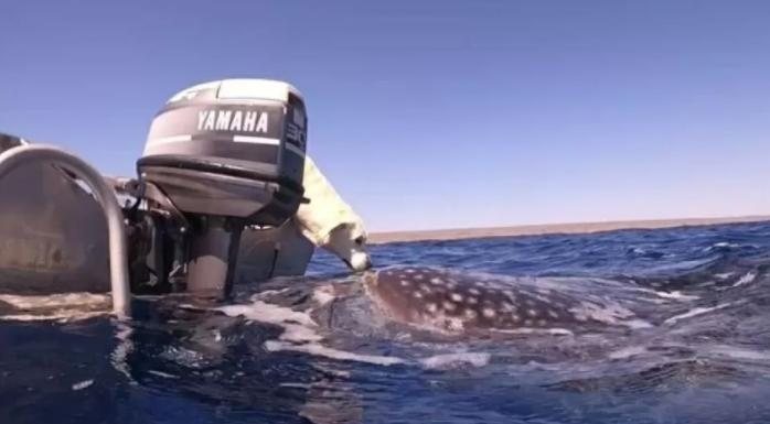 Mergulhadora e dona do cachorro estava no mar com um amigo quando registrou a cena Cachorro encosta em tubarão de 7 metros durante passeio de barco Cachorro encosta e "beija" tubarão de 7 metros em mar da Austrália - Divulgação