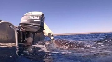 Mergulhadora e dona do cachorro estava no mar com um amigo quando registrou a cena Cachorro encosta em tubarão de 7 metros durante passeio de barco Cachorro encosta e "beija" tubarão de 7 metros em mar da Austrália - Divulgação