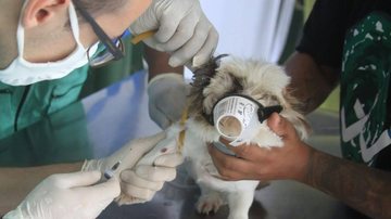 Ação realizou coleta de sangue de 37 cães e distribuiu 47 coleiras repelentes Morro de Santos recebe ação de combate à leishmaniose Cachorro com focinheira recebendo injeção - Prefeitura de Santos