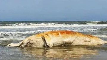 Baleia jubarte foi encontrada já em estado de decomposição pelo Instituto Biopesca Baleia com quase 8 metros é encontrada encalhada na praia de Santos Baleia jubarte em estado de composição - Divulgação
