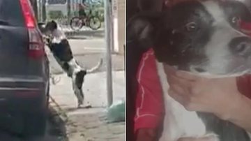 Casal sofre fake news sobre abandono de cachorro e é ameaçado de morte  cachorro e print do vídeo - Reprodução