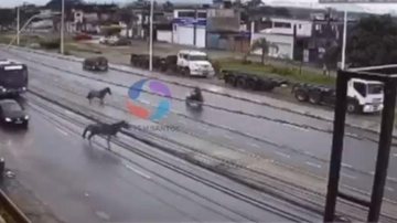 Motociclista sofreu ferimentos leves. Um dos cavalos já foi resgatado Cavalos atropelam motociclista em São Vicente | VÍDEO Dois cavalos atravessam avenida em São Vicente momentos antes de atropelar motociclista - Reprodução/Instagram Viver em Santos e Região