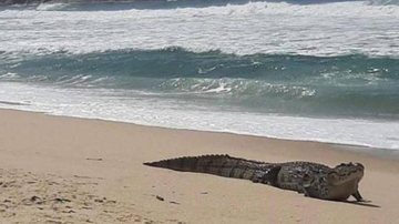Banhistas chamaram o Corpo de Bombeiros, que realizou o resgate e devolveu o jacaré ao habitat natural Flagra: Jacaré é visto curtindo a praia Jacaré na faixa de areia da praia - Reprodução