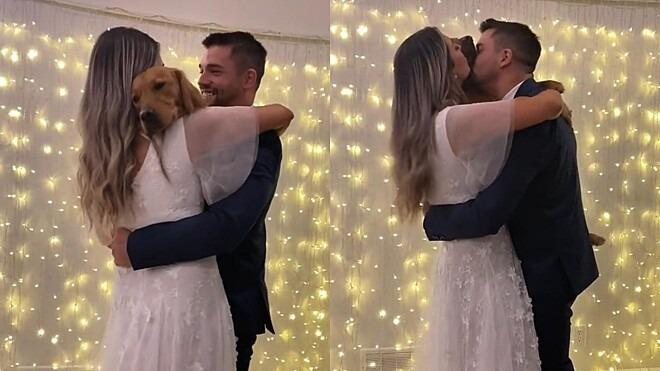 Cão dança valsa com tutores durante casamento - Reprodução/web