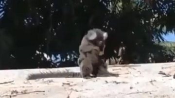 Animal estava soterrado e foi abraçado pela mãe depois de ser liberto Filhote de macaco-esquilo é resgatado e abraço de mãe comove a internet Mãe e filhote de acado abraçados - Reprodução Facebook
