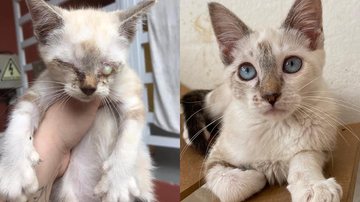 Gata precisa de doações para pagar tratamento e sobreviver ao coronavírus felino - Reprodução/web