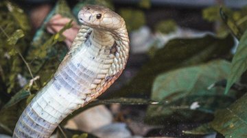 "Nadja" agora vive no Museu Biológico do Instituto Butantan, em São Paulo Afinal, que fim levou a “Naja de Brasília”? Cobra da espécie naja - Zoológico de Brasília
