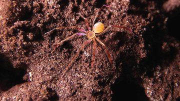 Ochyrocera dorinha vive na escuridão das cavernas de Minas Gerais e não possui olhos “Aranha Dorinha” é descoberta em cavernas pelo Butantan Pequena aranha batizada de Ochyrocera dorinha - Instituto Butantan