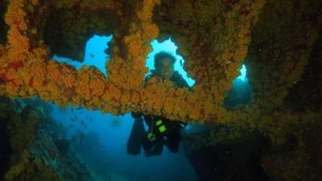Colônioa do coral-sol Praga dos mares identificada no litoral do Ceará preocupa cientistas Mergulhador em coral-sol - Imagem: Reprodução / Marcus Davis/Mar do Ceará LTDA