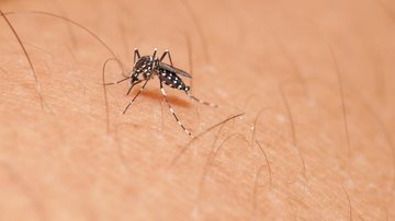 Cidade do Litoral Norte registra dois casos de zika vírus Dengue no Litoral de SP - Divulgação: APS