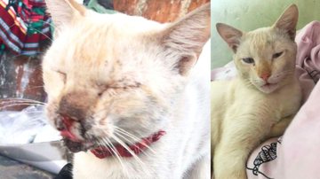 Gato é resgatado por jovem e precisa de ajuda para custear tratamento veterinário - Portal Costa Norte