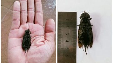 Mosca-da-madeira é considerada uma das maiores moscas do mundo “Supermosca” é encontrada em Peruíbe Mão segura mosca-da-madeira e mosca ao lado de régua apontado que ela tem 5 cm - Reprodução/Arquivo Pessoal