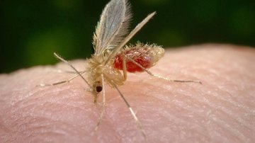 Fêmea de mosquito flebotomíneo, que representa a principal via de transmissão de 'Leishmania spp' Leishmania spp - Mosquito palha - Reprodução internet