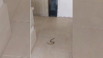 Logo a cobrinha foi devolvida a seu habitat natural Cobra invade escritório na Riviera, em Bertioga | VÍDEO Cobra d'água no chão de escritório em Bertioga - Reprodução/Redes Sociais