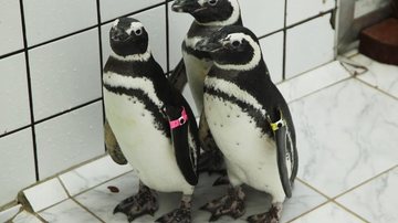 Pinguins não conseguiram retornar ao local de origem Aquário de Santos ganha quatro novos moradores Três novos pinguins do Aquário de Santos - Francisco Arrais/Prefeitura de Santos