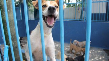 Serão disponibilizadas 340 senhas por dia Inscrições para castração de cães e gatos em Guarujá começa nesta terça (13) Cachorros atrás de uma grade azul, com um deles em destaque, olhando para a câmera com a boca aberta - Prefeitura de Guarujá