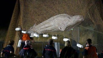 Baleia foi içada do rio e a ideia era levá-la, em um caminhão refrigerado, até o canal de Ouistreham Morre baleia beluga que estava perdida em rio da França Baleia beluga é içada do rio Sena, na França - JEAN-FRANÇOIS MONIER/AFP