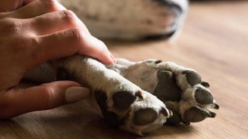 Três cachorros faleceram devido a ingestão de produtos contaminados Cachorro Pessoa segurando a pata de um cachorro - Imagem Ilustrativa
