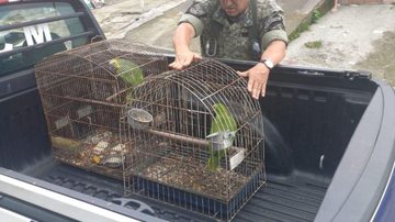 Os papagaios seguem em observação de especialistas Dezessete aves silvestres são resgatadas pela GCM em São Vicente Agente da GCM Ambiental de São Vicente resgata papagaios presos em gaiolas - Prefeitura de São Vicente