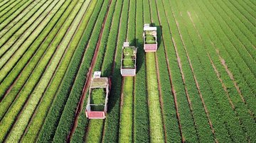 Imagens de vegetação mostram o crescimento da safra desde o plantio até a colheita Processamento de imagens de satélite para tomada de decisão na agricultura Colheita de uma safra - Reprodução