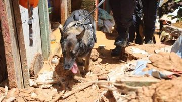Cães foram enviados para auxiliar na busca de sobreviventes e possíveis vítimas das fortes chuvas Cães farejadores Um cão farejador em meio aos destroços de São Sebastião - Divulgação