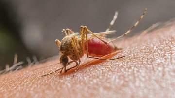 A malária é uma doença infecciosa febril aguda que é transmitida por uma picada da fêmea infectada pelo mosquito do gênero Anopheles Malária Mosquito que transmite malária - Reprodução