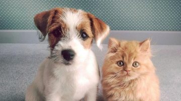 Imagem Ilustrativa Projeto que obriga síndico a denunciar maus-tratos a animais é aprovado em comissão na Câmara Cão e gato - Reprodução